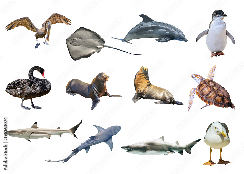 Naklejka premium Collage of Australian animals, isolated on white background. Pelican, Seagull, Penguin, Black Swan, Lemon shark, Sting Ray, Great White Shark, Sea Turtle, Dolphin and the Sea lion and Seal.