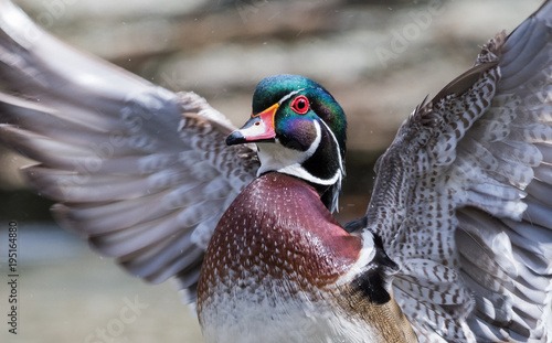 Canvas Print Wood Duck