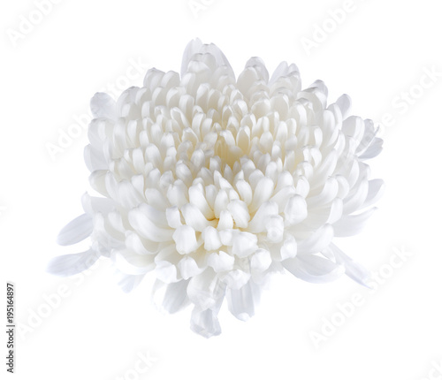 Fototapeta Naklejka Na Ścianę i Meble -  white chrysanthemums isolated on white background