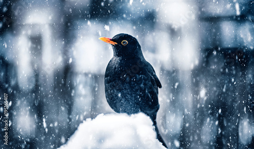 Blackbird in winter snowstorm photo