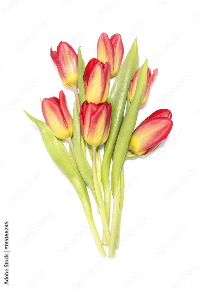 Red and yellow tulips bouquet on white background.