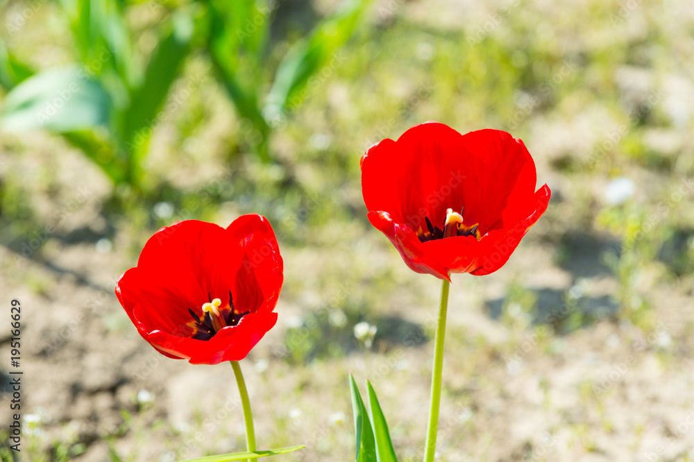 Obraz premium Spring, summer season