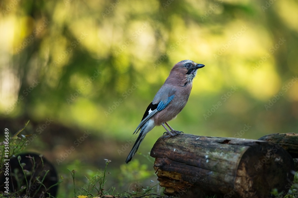 Garrulus glandarius. Mid-sized bird. Finnish nature. Karelia in Finland. Bird on the tree. Garrulus glandarius. Mid-sized bird. Finnish nature. Karelia in Finland. Bird on the tree.