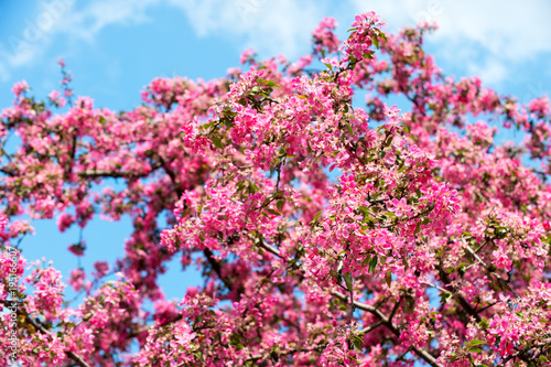 Flower bloom on tree on blue sky