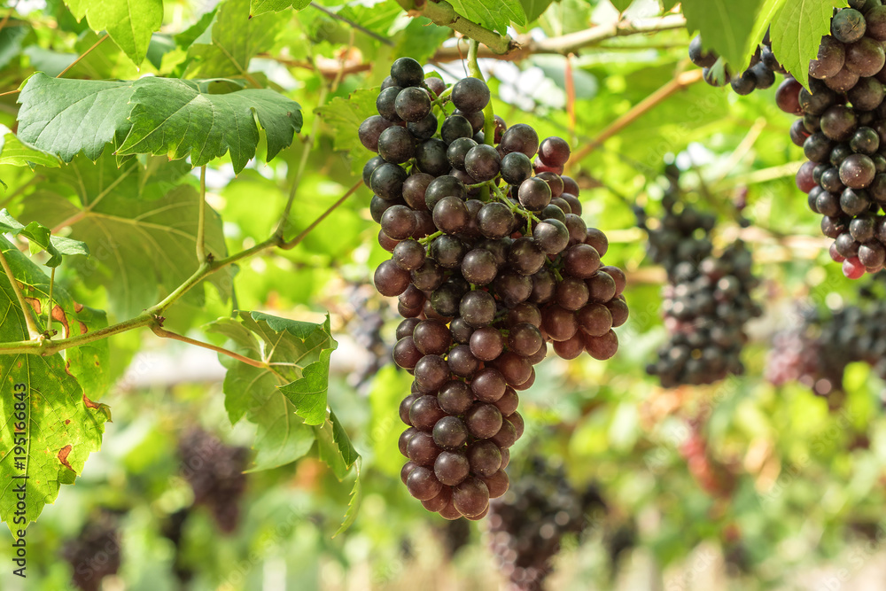 Large bunch of red wine grapes hang from a vine with green leaves.