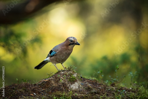 Garrulus glandarius. Mid-sized bird. Finnish nature. Karelia in Finland. Bird on the tree. photo