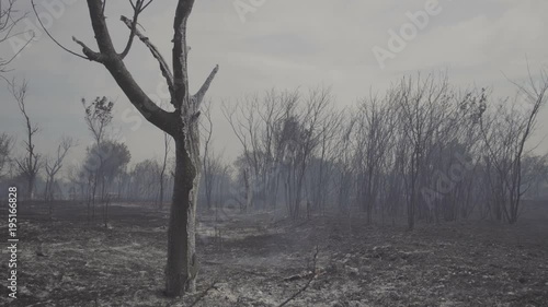 Wildfire, burning trees, fields, smoke. Hot summer weather.