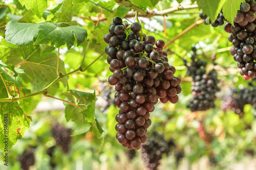Large bunch of red wine grapes hang from a vine with green leaves.