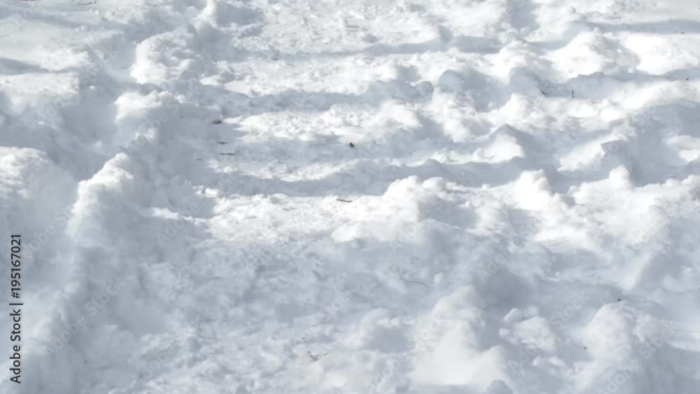 Footprints from a snowmobile in the winter Russian forest that go deep Footprints from a snowmobile in the winter Russian forest that go deep