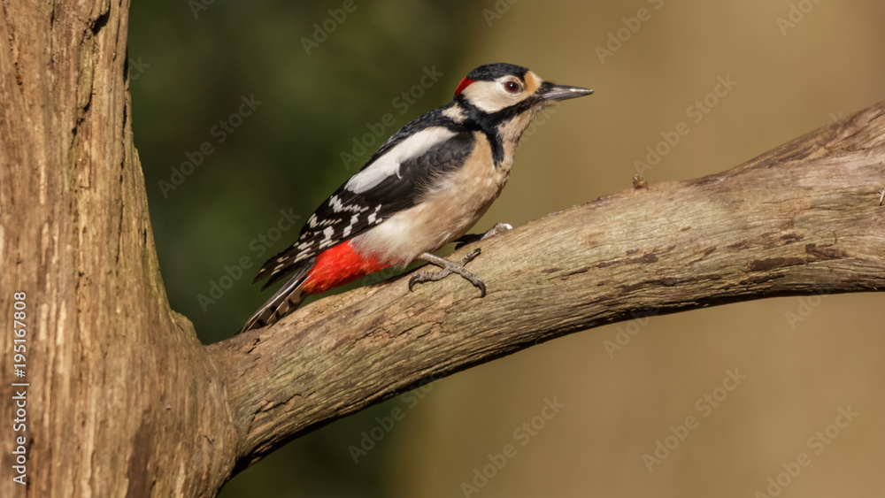 Fototapeta premium Great spotted Woodpecker