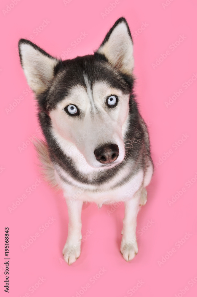 Sibirian Husky auf pinkem Hintergrund