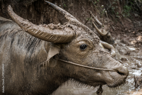 asia buffalo in country field of northern thailand