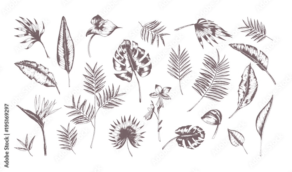 Set of exotic leaves of different plants hand drawn with contour lines on white background. Collection of tropical foliage of various size and shape. Monochrome realistic vector illustration. Set of exotic leaves of different plants hand drawn with contour lines on white background. Collection of tropical foliage of various size and shape. Monochrome realistic vector illustration.