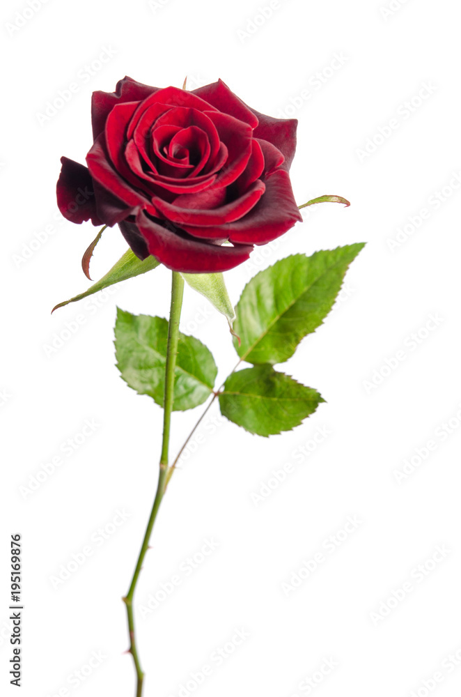 single red rose isolated on white background single red rose isolated on white background