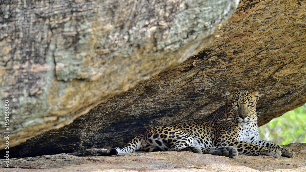 Fototapeta premium Lampart na skale. Samica lamparta lankijskiego (Panthera pardus kotiya). Sri Lanka. Park Narodowy Yala.