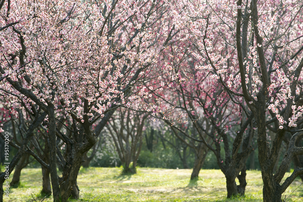 spring and plum blossom