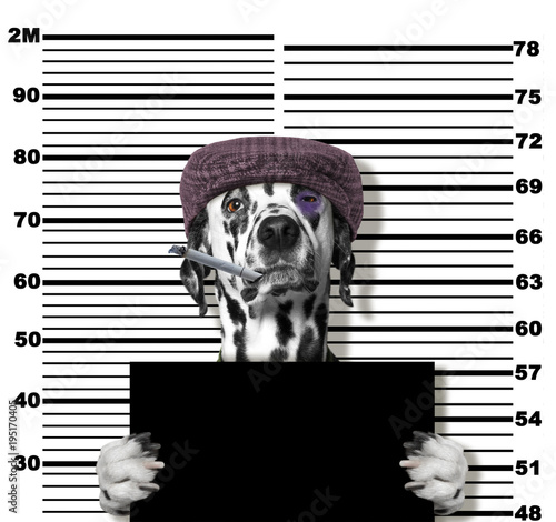 Criminal dog at the police station. Photo on white photo