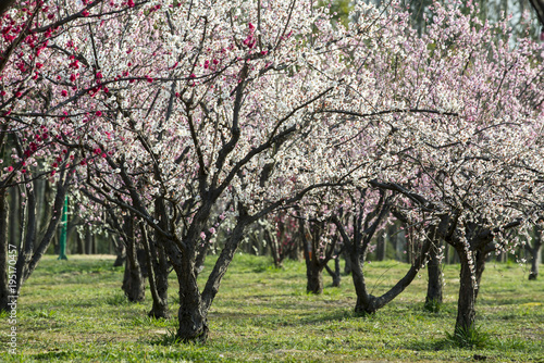 spring and plum blossom