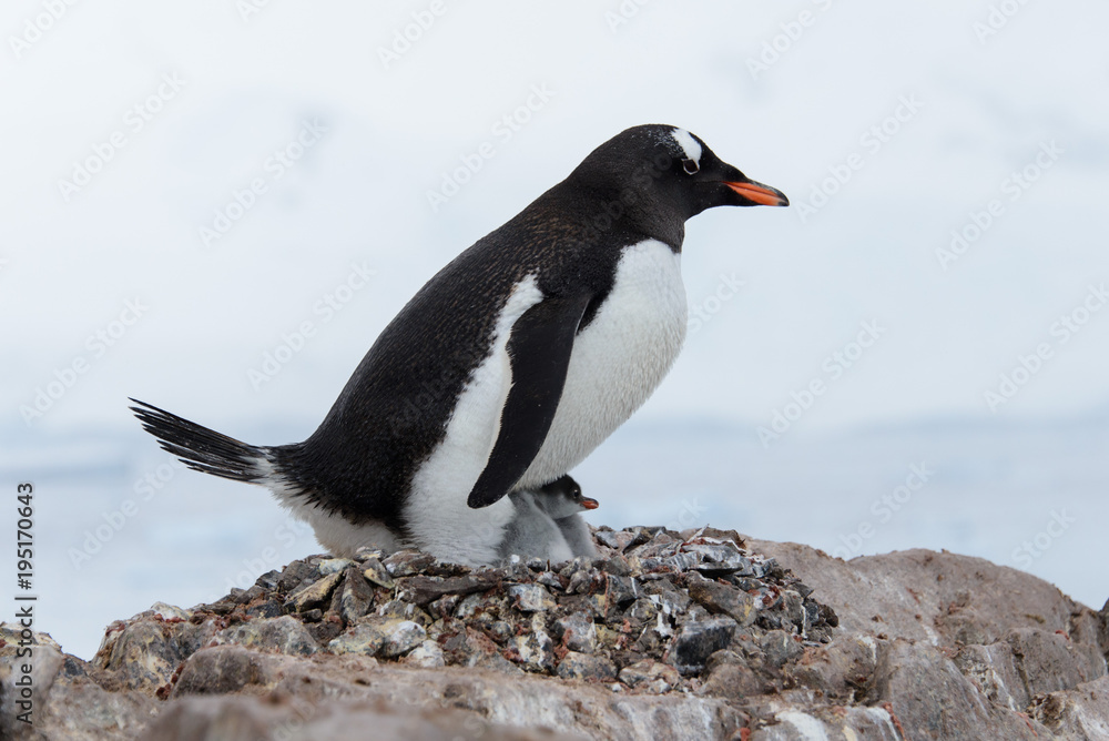 Naklejka premium Gentoo penguin with chicks in nest