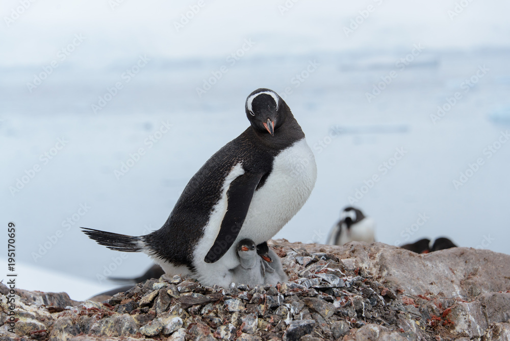 Obraz premium Gentoo penguin with chicks in nest