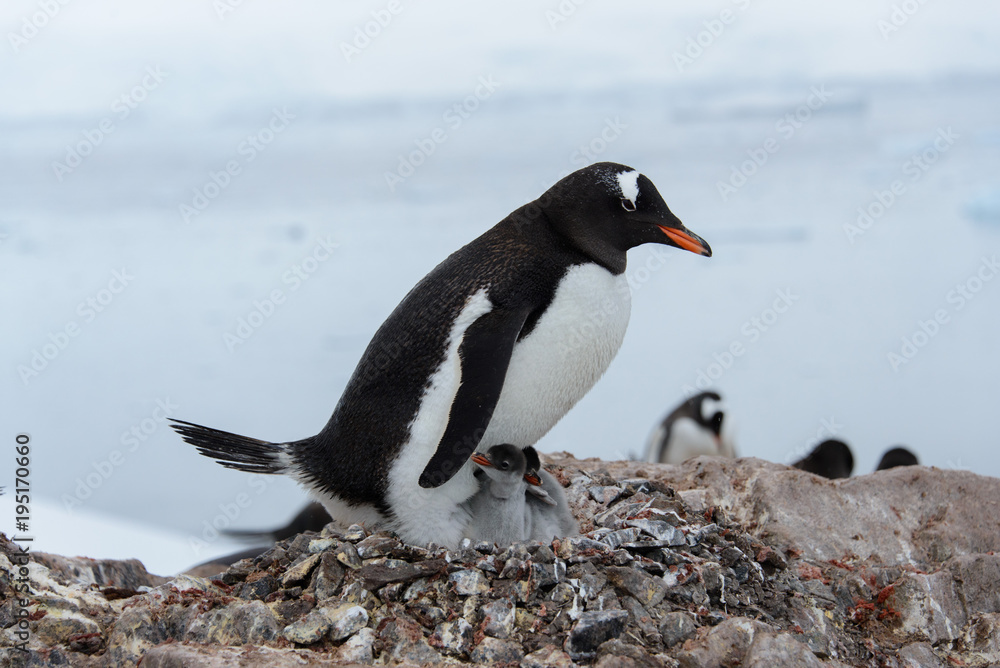 Obraz premium Gentoo penguin with chicks in nest