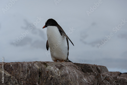 Gentoo penguin on rock