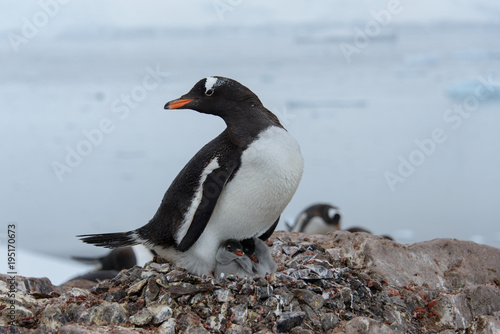 Gentoo penguin with chicks in nest