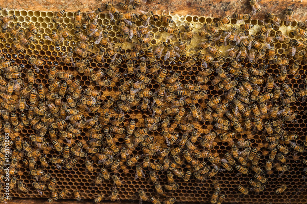 Close up view of the working bees on honey cells Close up view of the working bees on honey cells