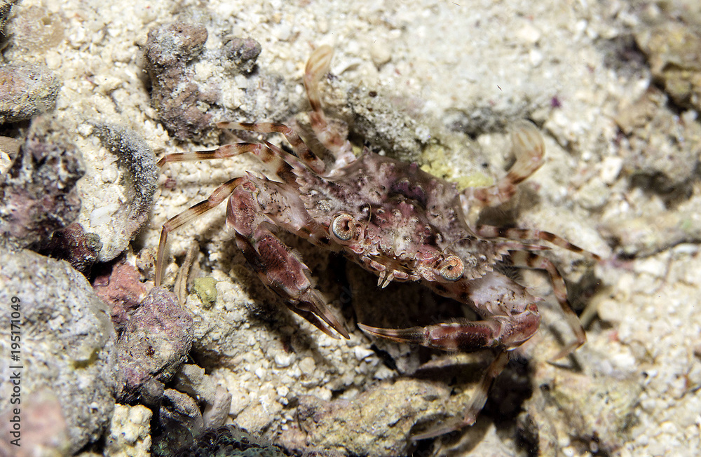  Portunus swimming crab, possibly Portunus spiniferus (now known as Xiphonectes spiniferus) 