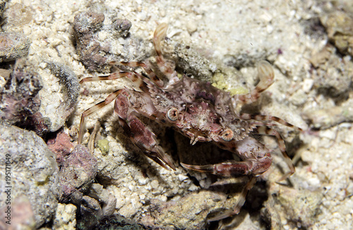  Portunus swimming crab  possibly Portunus spiniferus  now known as Xiphonectes spiniferus  
