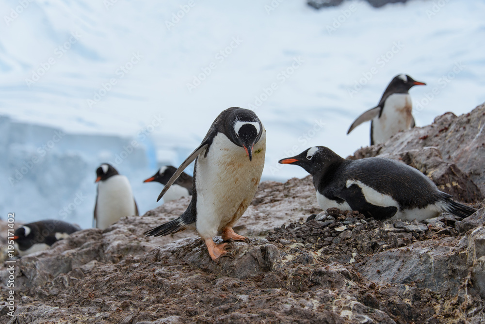 Obraz premium Gentoo penguins on beach