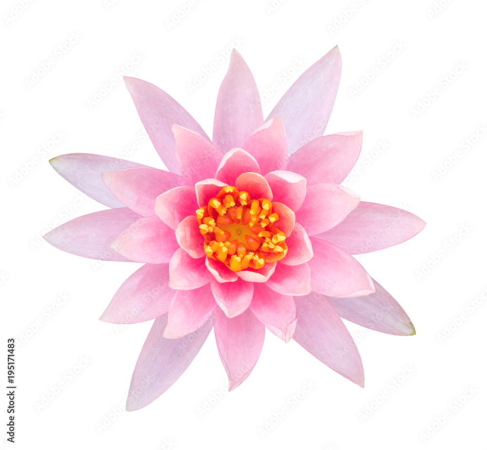 Light pink color lotus flower top view isolated on white background, clipping path included