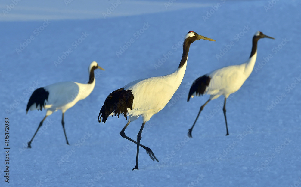 Obraz premium Dancing Cranes. The red-crowned crane (Sceincific name: Grus japonensis), also called the Japanese crane or Manchurian crane, is a large East Asian crane.