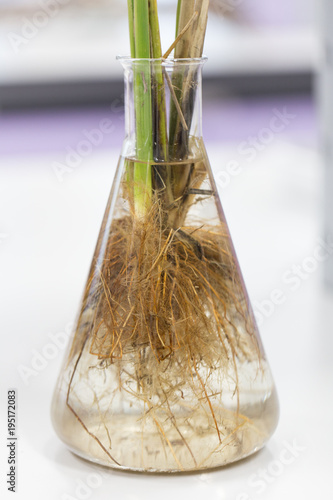 Tap Root and Fibrous root for education in Lab. photo