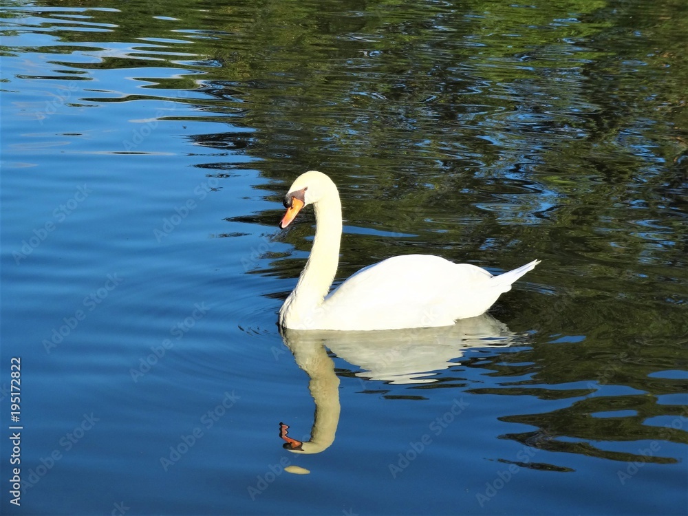 Fototapeta premium Cisne