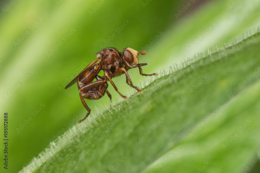 Conopid Fly - Sicus ferrugineus - on a leaf. Conopid Fly - Sicus ferrugineus - on a leaf.
