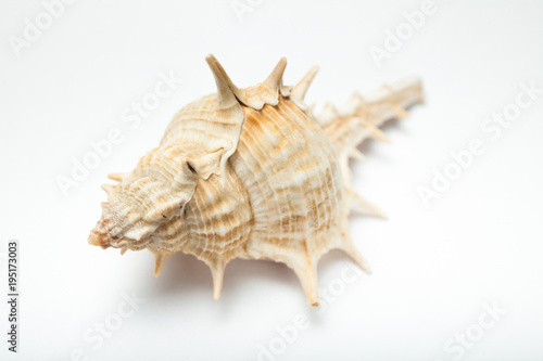 Close up, sea shell isolated on white background.