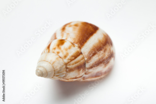 Spiral seashell on a white background.