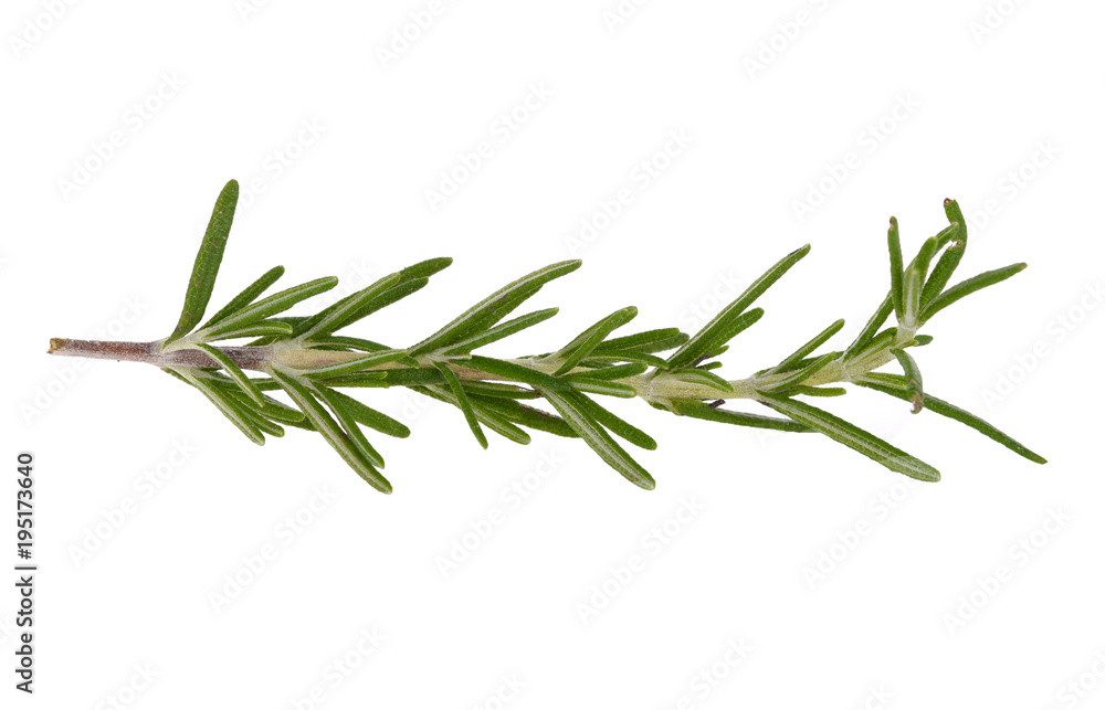 rosemary isolated on white background