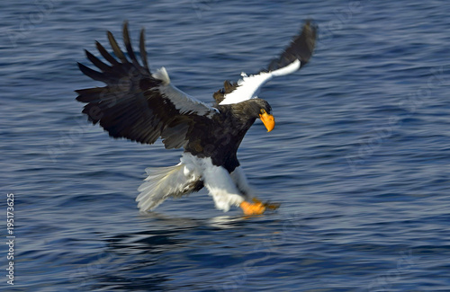 Steller s sea eagle fishing. Adult Steller s sea eagle  sciencific name Haliaeetus pelagicus .