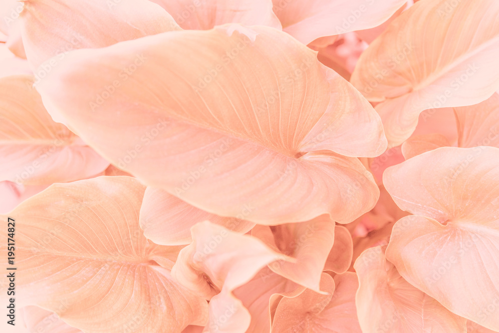 Pink plant Pink plant
