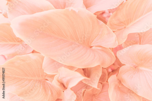 Wallpaper Mural Pink plant Torontodigital.ca