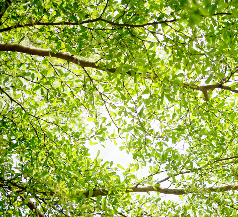 Obraz premium Green background