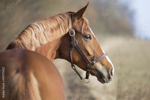 Fototapeta Naklejka Na Ścianę i Meble -  Portrait einer Stute