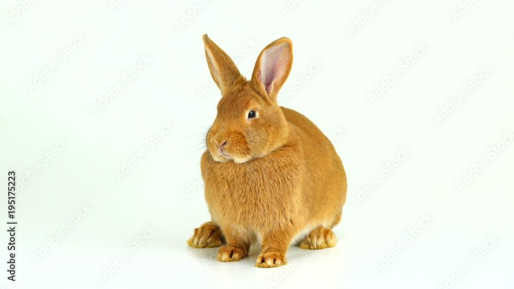 brown rabbit white screen (six months old) brown rabbit white screen (six months old)