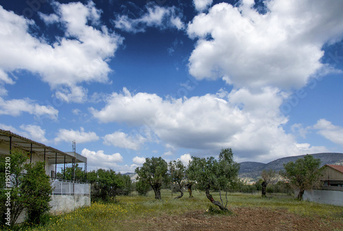 Small field with some olive trees under a cloudy sky. Megalo Pefko , Greece. photo