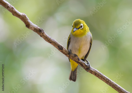 Oriental White-eye Bird © sakda