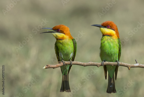 Merops leschenaulti (chestnut-headed bee-eater) © sakda
