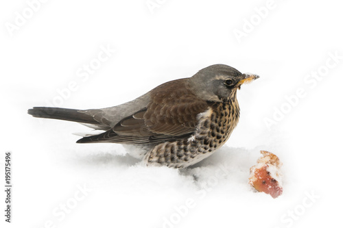 Hungry fieldfare sitting on a snow covered lawn with an apple piece partly isolated on white background looking to the right
