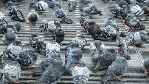 Pigeons waiting for feed at street on Piazza del Duomo, Milan, Lombardy Italy during the cold